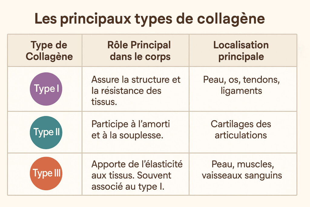 Tableau comparatif des types I, II et III de collagène, avec leur rôle principal et leur localisation dans le corps.