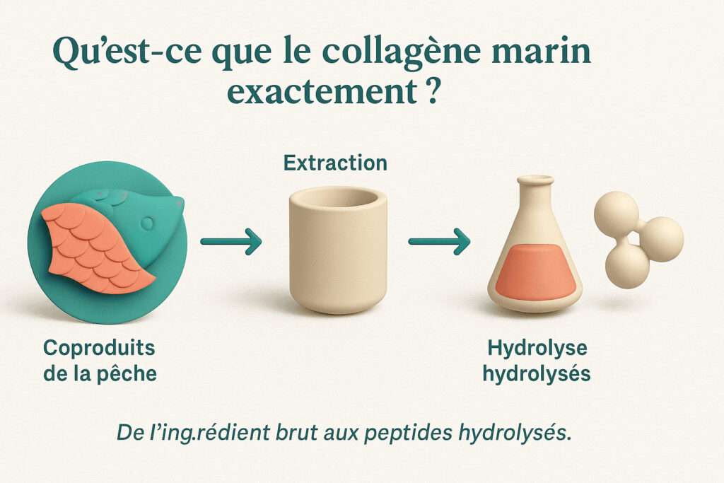 Schéma 3D du procédé du collagène marin hydrolysé (extraction et hydrolyse en peptides)