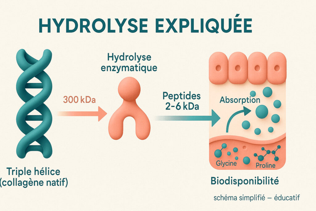 Schéma pédagogique montrant la triple hélice de collagène, l’hydrolyse enzymatique puis des peptides 2–6 kDa traversant l’épithélium intestinal (biodisponibilité).