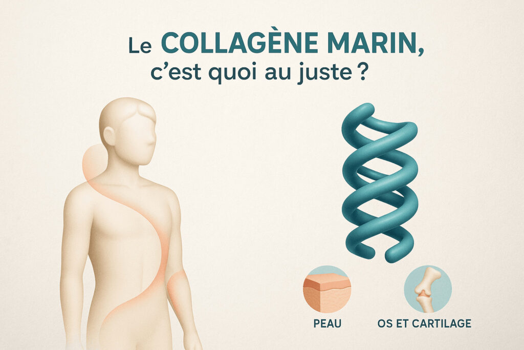 Schéma éducatif montrant un corps humain stylisé, une molécule de collagène en triple hélice et des pictogrammes peau et cartilage.