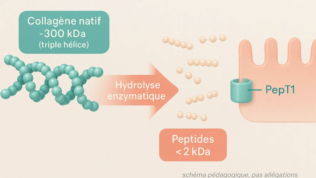 peptide collagene definition hydrolyse 16x9 1