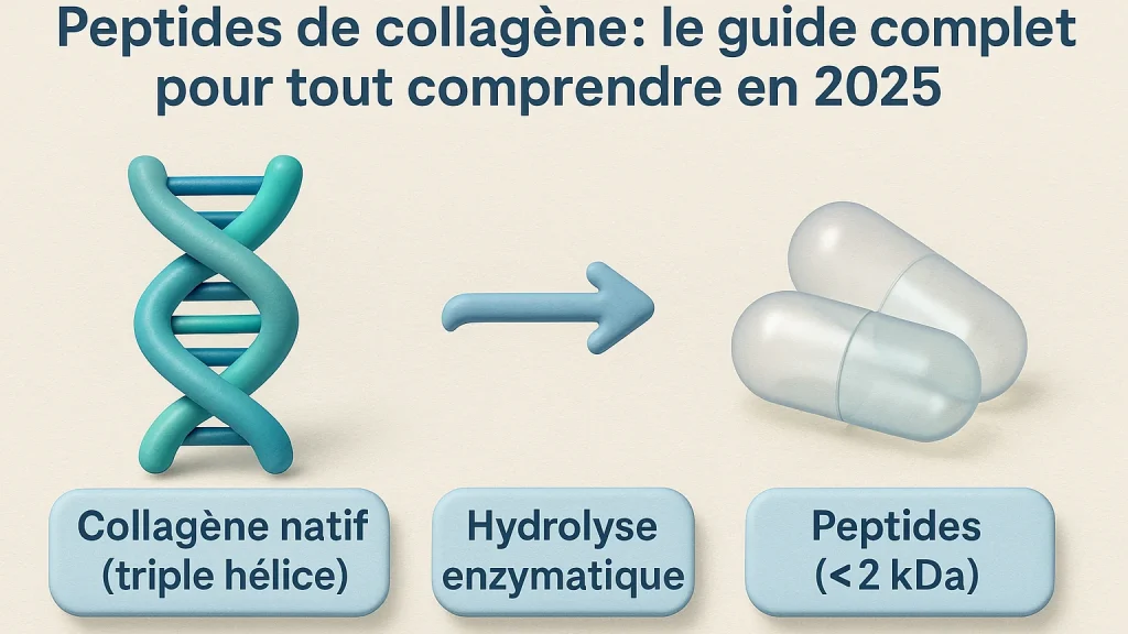 peptide collagene guide schema 16x9 1