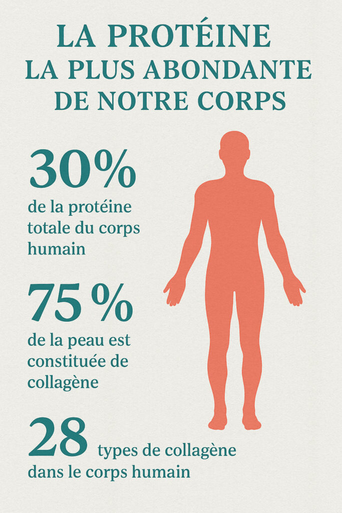 Infographie chiffres clés du collagène : ≈30 % des protéines du corps, 75 % de la peau, 28 types — visuel en français