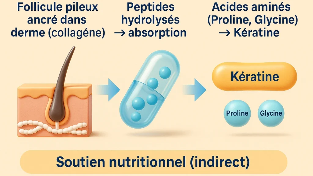 Infographie FR en 3 étapes : follicule pileux ancré dans un derme riche en collagène → peptides hydrolysés mieux absorbés → acides aminés (proline, glycine) utilisés pour la kératine ; mention “soutien nutritionnel indirect”