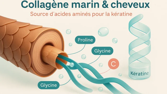 Infographie 3D montrant une mèche de cheveu en coupe et des peptides (proline, glycine, vitamine C) illustrant l’apport d’acides aminés du collagène marin pour la kératine.