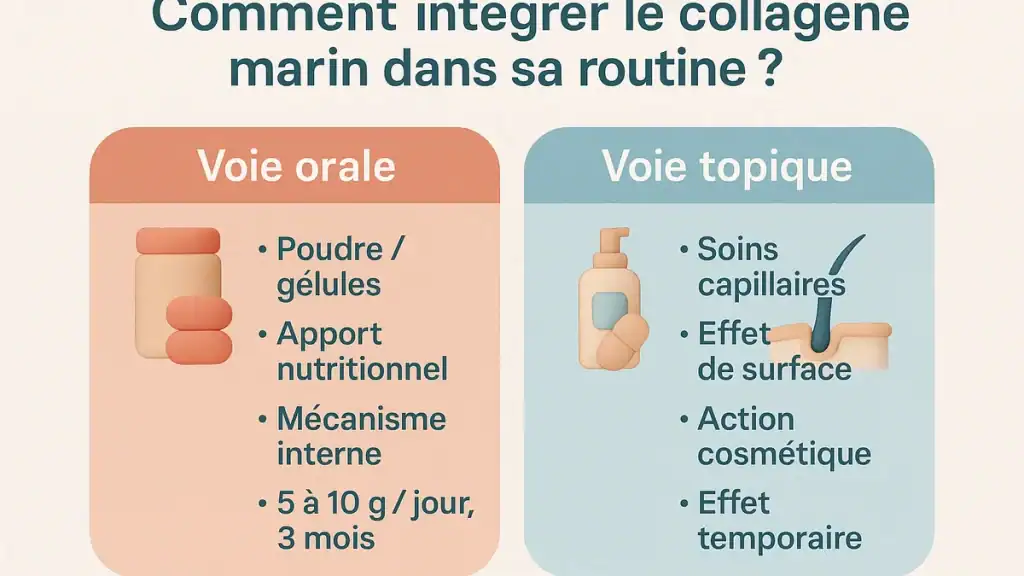 Infographie FR comparant collagène marin pour les cheveux par voie orale (peptides, 5–10 g/j pendant 3 mois) et voie topique (effet de surface cosmétique).