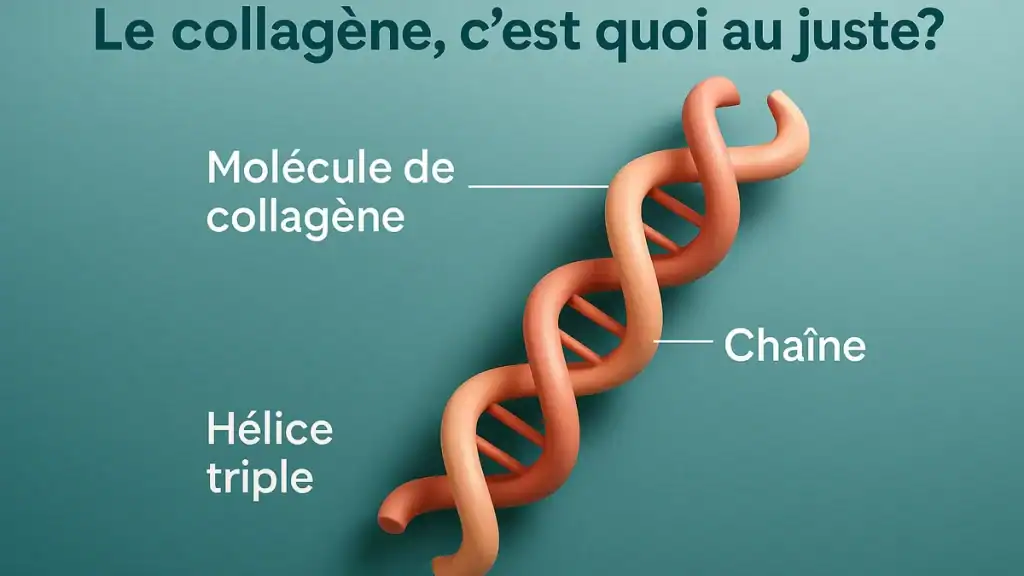 Schéma 3D de l’hélice triple du collagène avec annotations en français