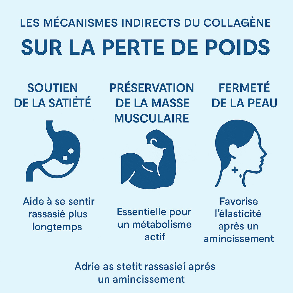 Infographie illustrant les effets indirects du collagène sur la perte de poids : satiété, masse musculaire, fermeté de la peau